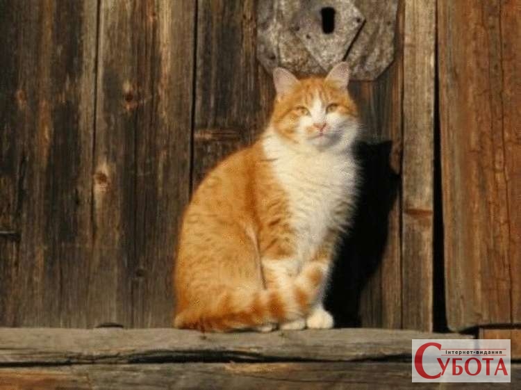 Почему кошки приходят в чужой дом — причины и приметы - Субота  Інтернет-видання