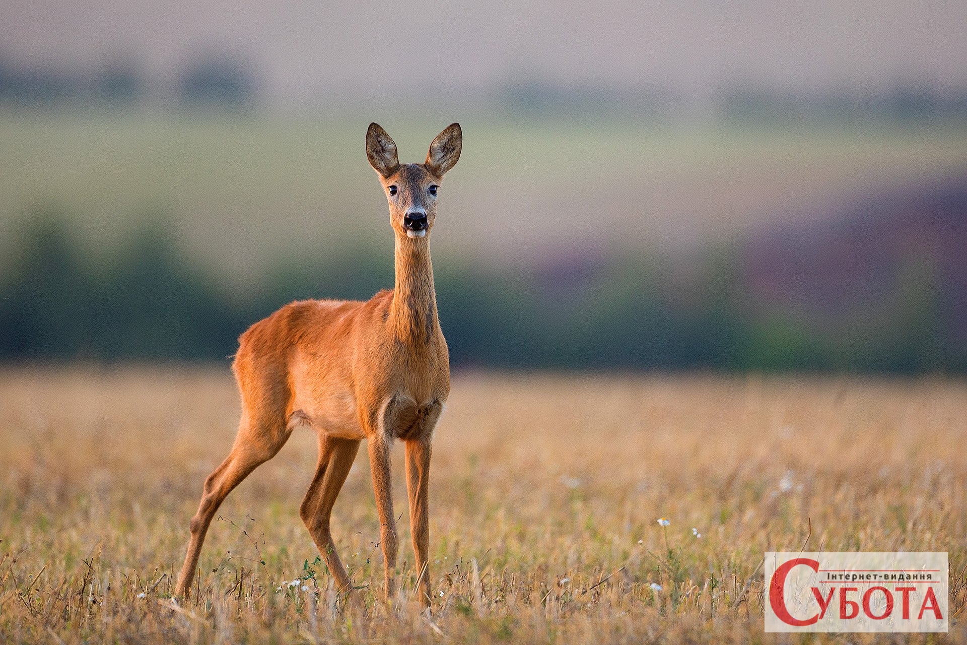 Косуля это. Европейская косуля (capreolus capreolus). Косуля европейская (capreolus capreolus l.). Европейская косуля Новгородская область. Косуля ареал.