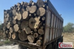 Вантажівка з незаконно зрубаними деревами на Житомирщині