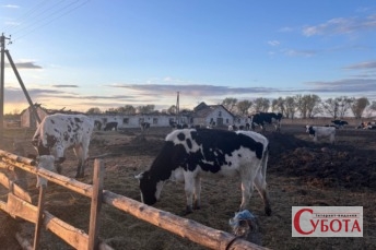 Корови на території скандального державного підприємства Рихальське на Житомирщині