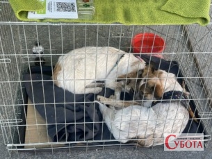 На Михайлівській щонеділі шукають домівки для безпритульних тварин