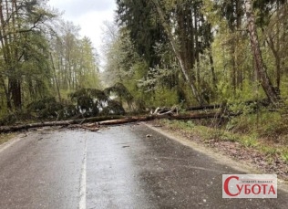Повалене вітром дерево повністю перекрило дорогу на село Вереси під Житомиром