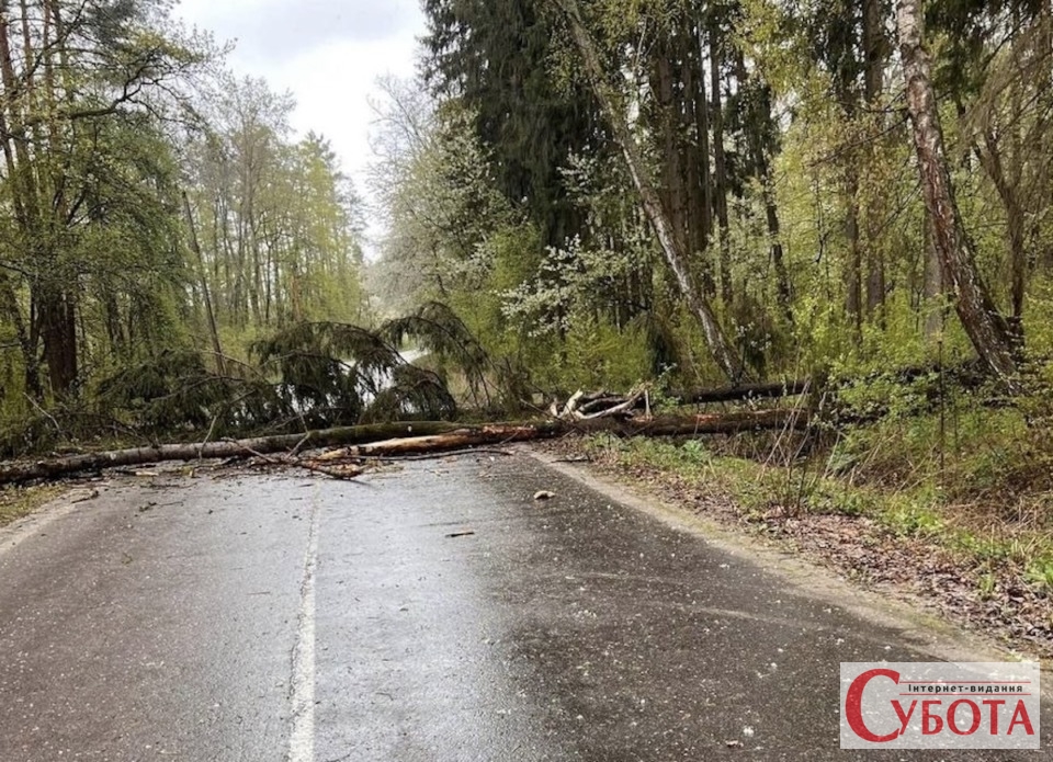 Повалене вітром дерево повністю перекрило дорогу на село Вереси під Житомиром