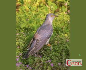 Зозуля на траві на фото В’ячеслава Міщенка з Бердичева