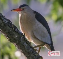 Бугайчик на гілці, фото В’ячеслава Міщенка