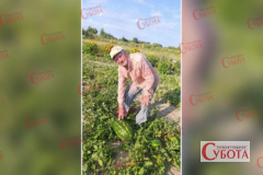 Михайло Кусяк біля великих кавунів на своєму городі у Старому Солотвині