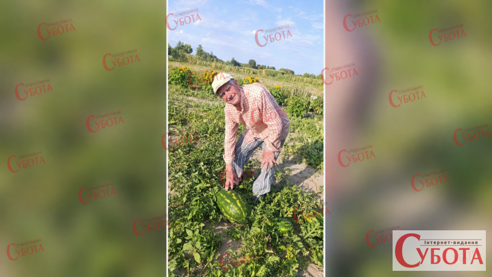 Михайло Кусяк біля великих кавунів на своєму городі у Старому Солотвині