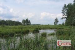 Лісовий масив на Житомирщині