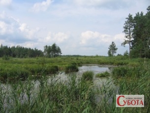 Лісовий масив на Житомирщині