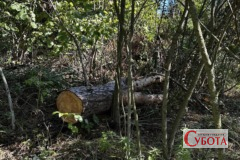 Незаконна порубка дерев біля Ульянівки у Тетерівській громаді