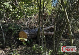 Незаконна порубка дерев біля Ульянівки у Тетерівській громаді