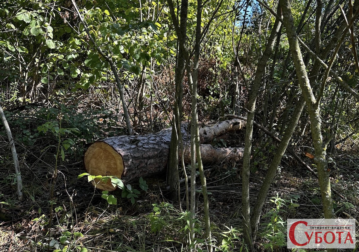 Незаконна порубка дерев біля Ульянівки у Тетерівській громаді