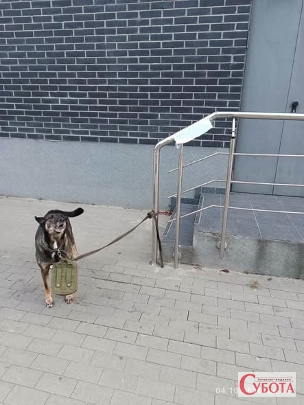 Прив’язали біля супермаркету: в Ірпені врятували собаку Багіру — фото 1
