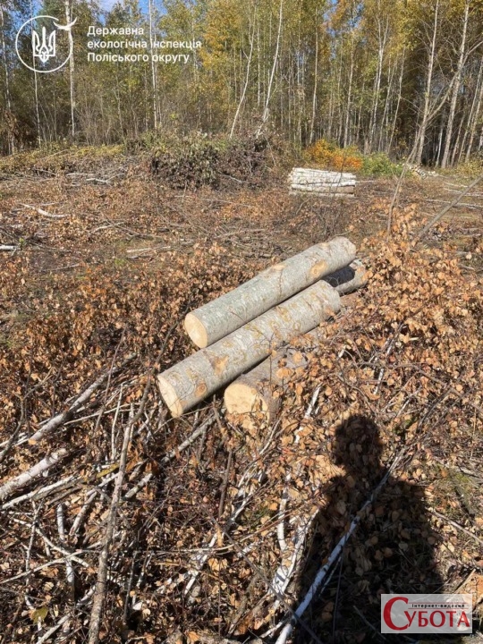 Після звернення жителів поблизу одного з сіл Житомирщини виявили порубку дерев на площі до 4 га — фото 2