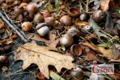 Acorns falling onto the ground
