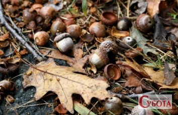 Acorns falling onto the ground