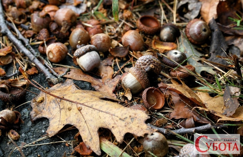 Acorns falling onto the ground