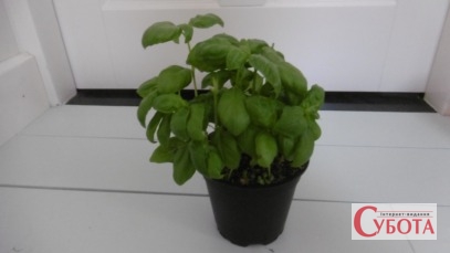 Basil plant in pot 1