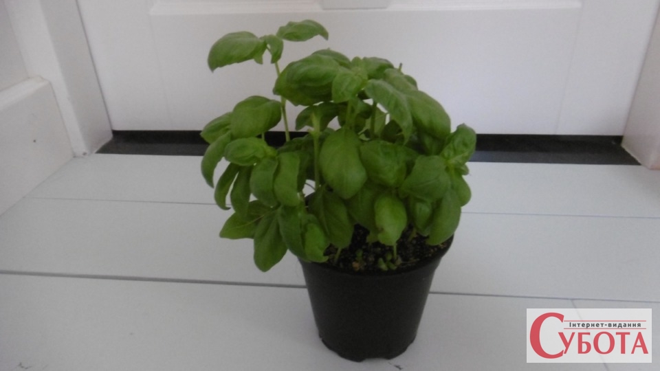 Basil plant in pot 1