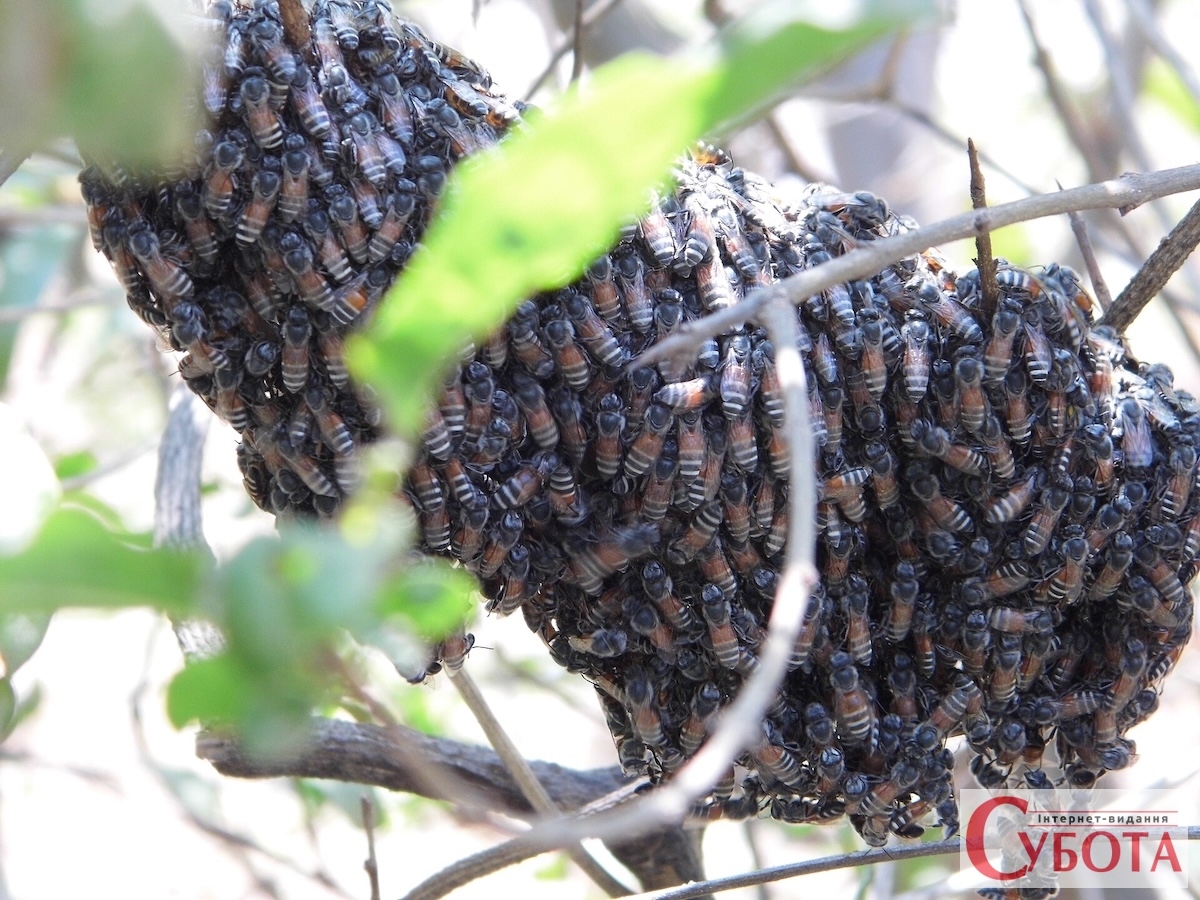 Bee hive in garden