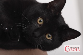 Black cat green eyes