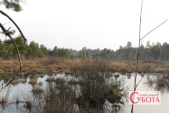 Болото в Поліському природному заповіднику. Архівне фото: Олексій Сапуга