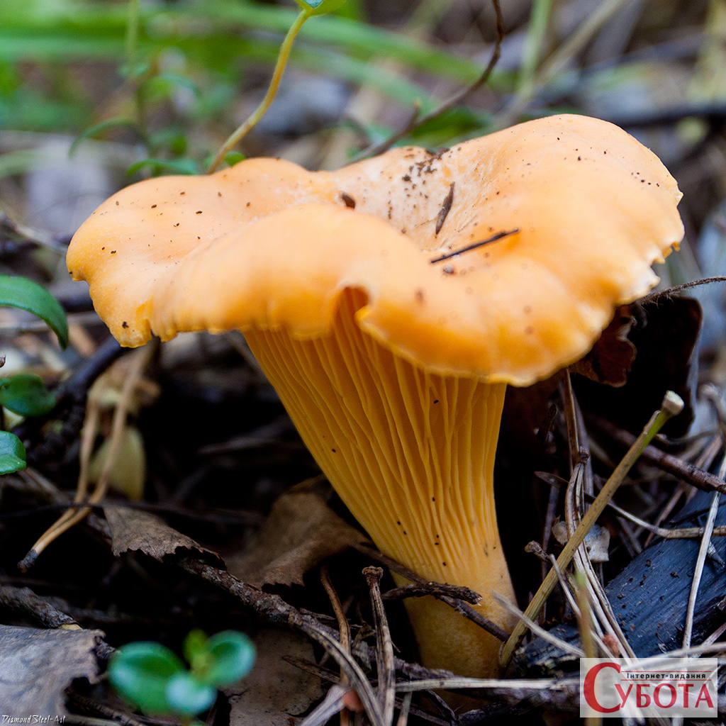 Cantharellus cibarius 08 29 IMG 1487