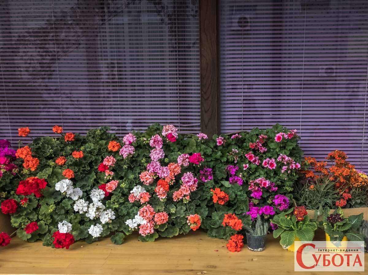 Colorful decorative flowers on a table by the window