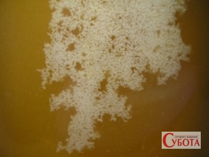 Crystallized honey