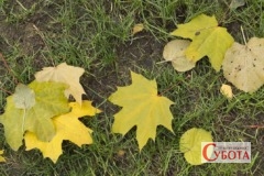 Fallen leaves in Shevchenko Garden 2