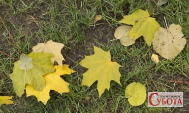 Fallen leaves in Shevchenko Garden 2