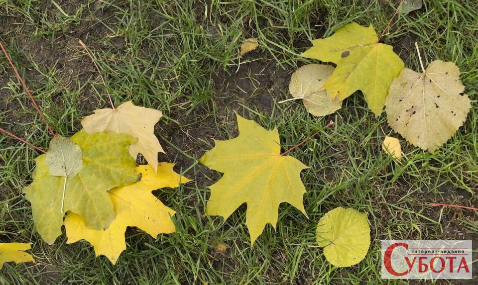 Fallen leaves in Shevchenko Garden 2