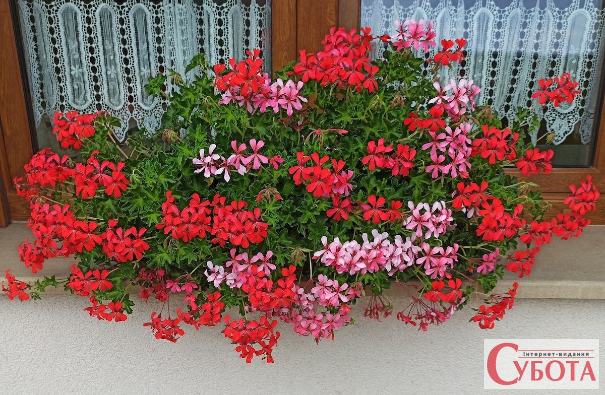 Pelargonie na parapecie 2023.07.24