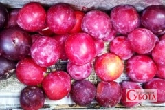 Prunus domestica ripe fruits