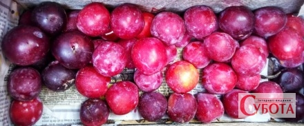 Prunus domestica ripe fruits