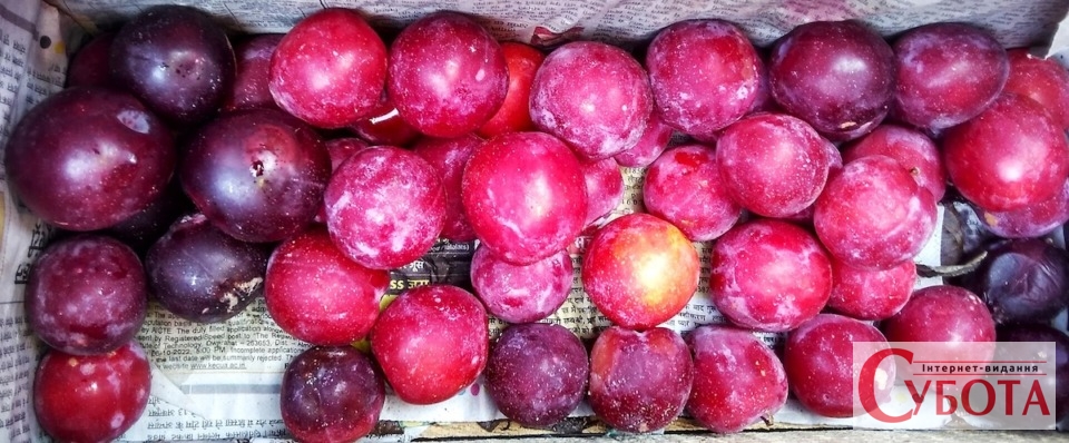 Prunus domestica ripe fruits