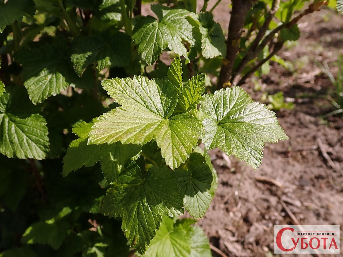 Ribes nigrum 05 08 6229