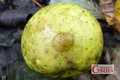 Sooty blotch and flyspeck a1