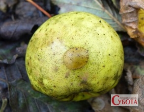 Sooty blotch and flyspeck a1