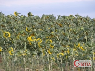 Соняшникове поле на Одещині. Архівне фото: Yakudza