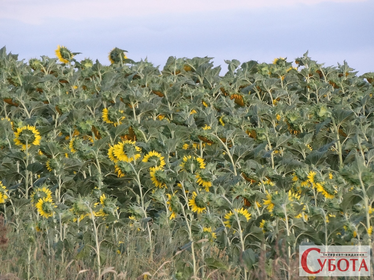 Соняшникове поле на Одещині. Архівне фото: Yakudza