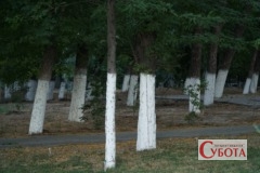 Tree trunks painted white