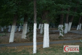 Tree trunks painted white