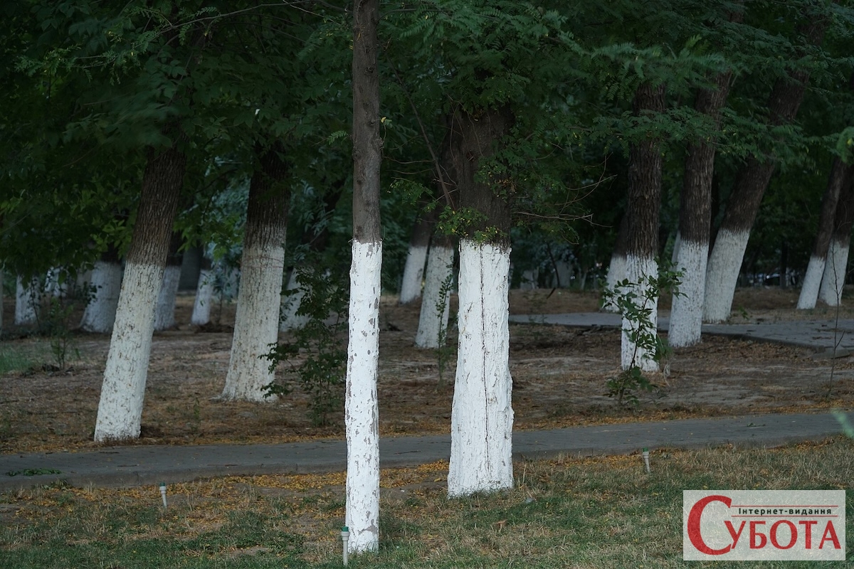 Tree trunks painted white
