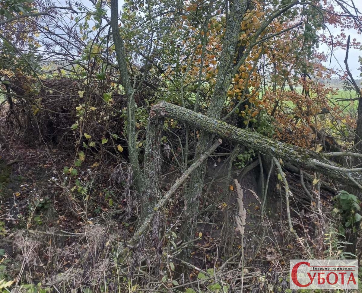 На Звягельщині хочуть прибрати 1 204 дерева й кущі вздовж польової дороги: що встановили екологи