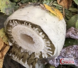 Жінка показала гриб, який знайшла у клумбі з квітами