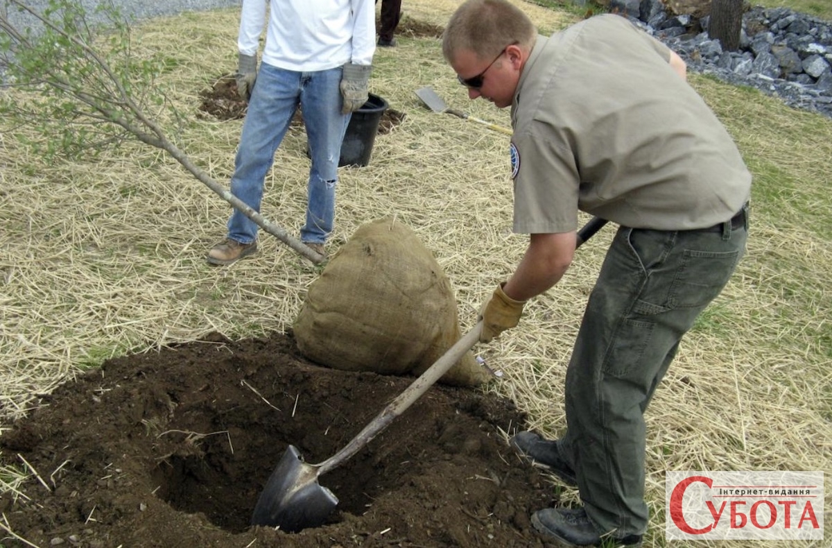 Осіння посадка дерев — яку яму копати, як підготувати коріння і чому не потрібні добрива