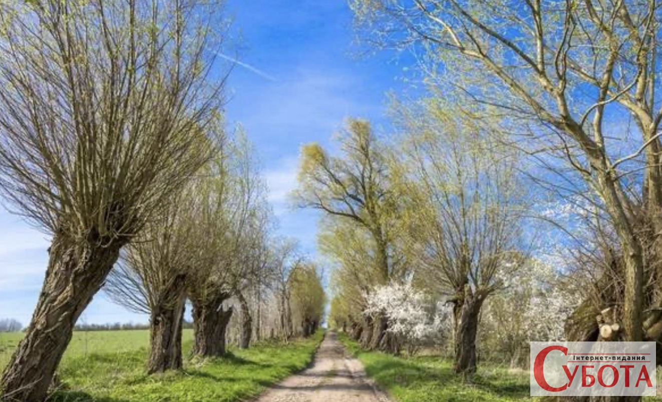 У Рижанах школярі ходять повз верби, яким майже 180 років: дерева визнали аварійними — фото 1