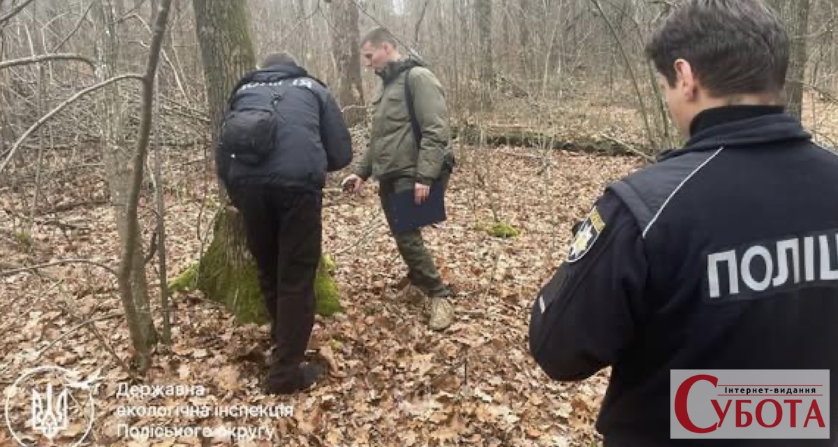 Невідомі зрубали 117 дерев, а 1,64 млн грн списали з рахунку Чуднівської міськради