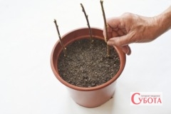 Blackcurrant ongoing care cuttings